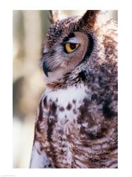 Great Horned Owl | Obraz na stenu