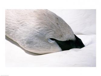 Close-up of Trumpeter Swan (Cygnus buccinator) | Obraz na stenu