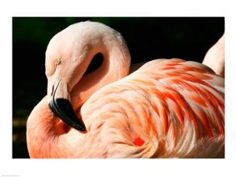 Close-up of a Sleeping Flamingo | Obraz na stenu