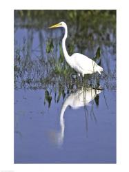 Reflection of a Great Egret in Water | Obraz na stenu