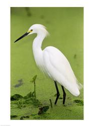 Close-up of a Snowy Egret Wading in Water | Obraz na stenu