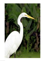 Close-up of a Great Egret | Obraz na stenu