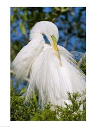 Great Egret | Obraz na stenu