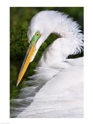 Great Egret | Obraz na stenu