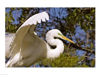 Great Egret | Obraz na stenu