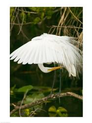 Close-up of a Great White Egret | Obraz na stenu