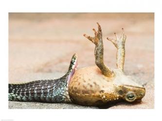 Close-up of a snake eating a frog | Obraz na stenu