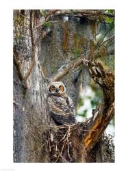 Great Horned Owl | Obraz na stenu