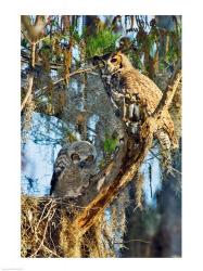 Two Great Horned Owls | Obraz na stenu