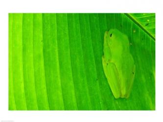 Green frog  hiding on a banana leaf, Costa Rica | Obraz na stenu