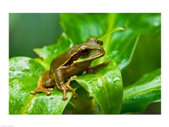 Close-up of a Tree frog on a leaf, Costa Rica | Obraz na stenu