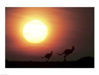 Kangaroos Australia | Obraz na stenu