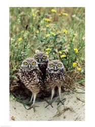 Burrowing Owls | Obraz na stenu