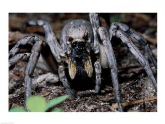 Close-up of a Carolina Wolf Spider | Obraz na stenu