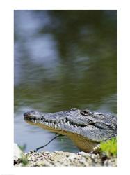 Close-up of an American Crocodile | Obraz na stenu