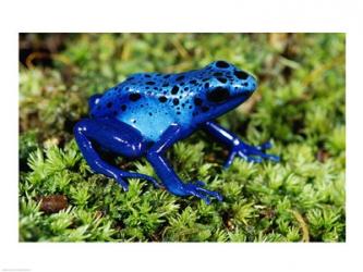 Close-up of a Blue Poison Dart Frog in the grass | Obraz na stenu