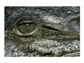 Close-up of the eye of an American Crocodile | Obraz na stenu