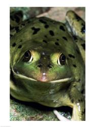 Close-up of a Pig Frog (Rana grylio) | Obraz na stenu