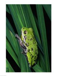 Close-up of a Barking Tree Frog resting on a leaf | Obraz na stenu