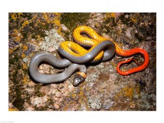 Western Ringneck snake | Obraz na stenu