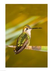 Close-up of a Magnificent hummingbird perching on a leaf | Obraz na stenu