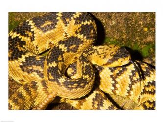 Black-Tailed rattlesnake | Obraz na stenu