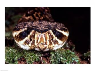 Eastern Diamondback rattlesnake | Obraz na stenu