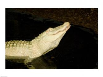 Close-up of an American alligator in a lake | Obraz na stenu