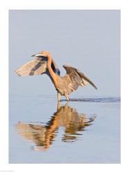 Reflection of Reddish Egret in Water | Obraz na stenu