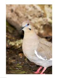 Close-up of a White-Winged Dove, High Island, Texas, USA | Obraz na stenu