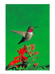 Broad-Tailed hummingbird hovering over flowers, Arizona, USA | Obraz na stenu