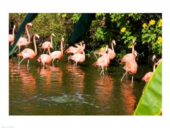 American Flamingoes Wading in Water | Obraz na stenu