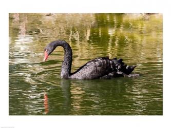 Black swan (Cygnus atratus) swimming in a pond, Australia | Obraz na stenu