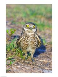 Burrowing owl | Obraz na stenu