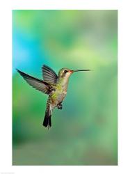 Close-up of a Broad-Billed hummingbird, Arizona, USA | Obraz na stenu