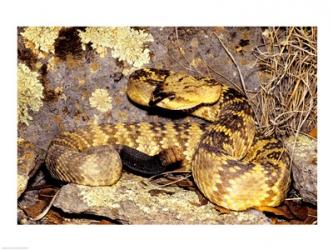 Black-Tailed rattlesnake | Obraz na stenu