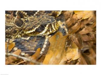 Eastern Diamondback rattlesnake | Obraz na stenu