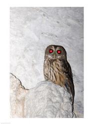 Mottled owl | Obraz na stenu
