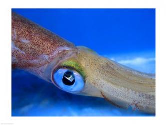 Close-up of a squid underwater | Obraz na stenu