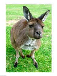 Portrait of a kangaroo, Australia | Obraz na stenu