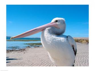 Close-up of a pelican, Eyre Peninsula, Australia | Obraz na stenu