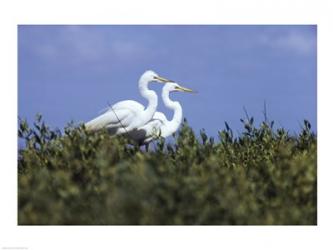 Great Egret | Obraz na stenu