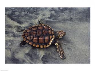 Loggerhead Turtle (Yearling) | Obraz na stenu