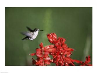 Ruby-Throated Hummingbird | Obraz na stenu