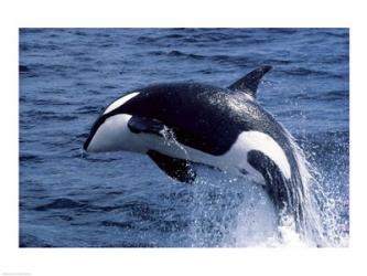 Killer Whale Orcinus Orca Atlantic Ocean | Obraz na stenu