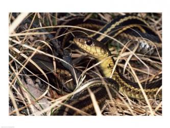 Eastern Garter Snake | Obraz na stenu