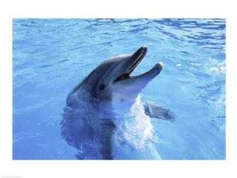 Dolphin Sea World, San Diego, California | Obraz na stenu