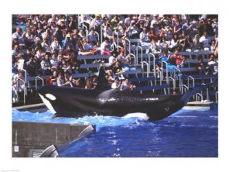 Killer Whale Sea World San Diego California USA | Obraz na stenu