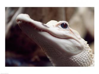Albino Alligator | Obraz na stenu