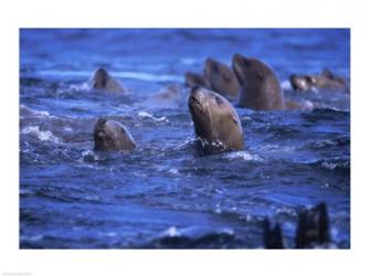 Steller Sea Lions | Obraz na stenu